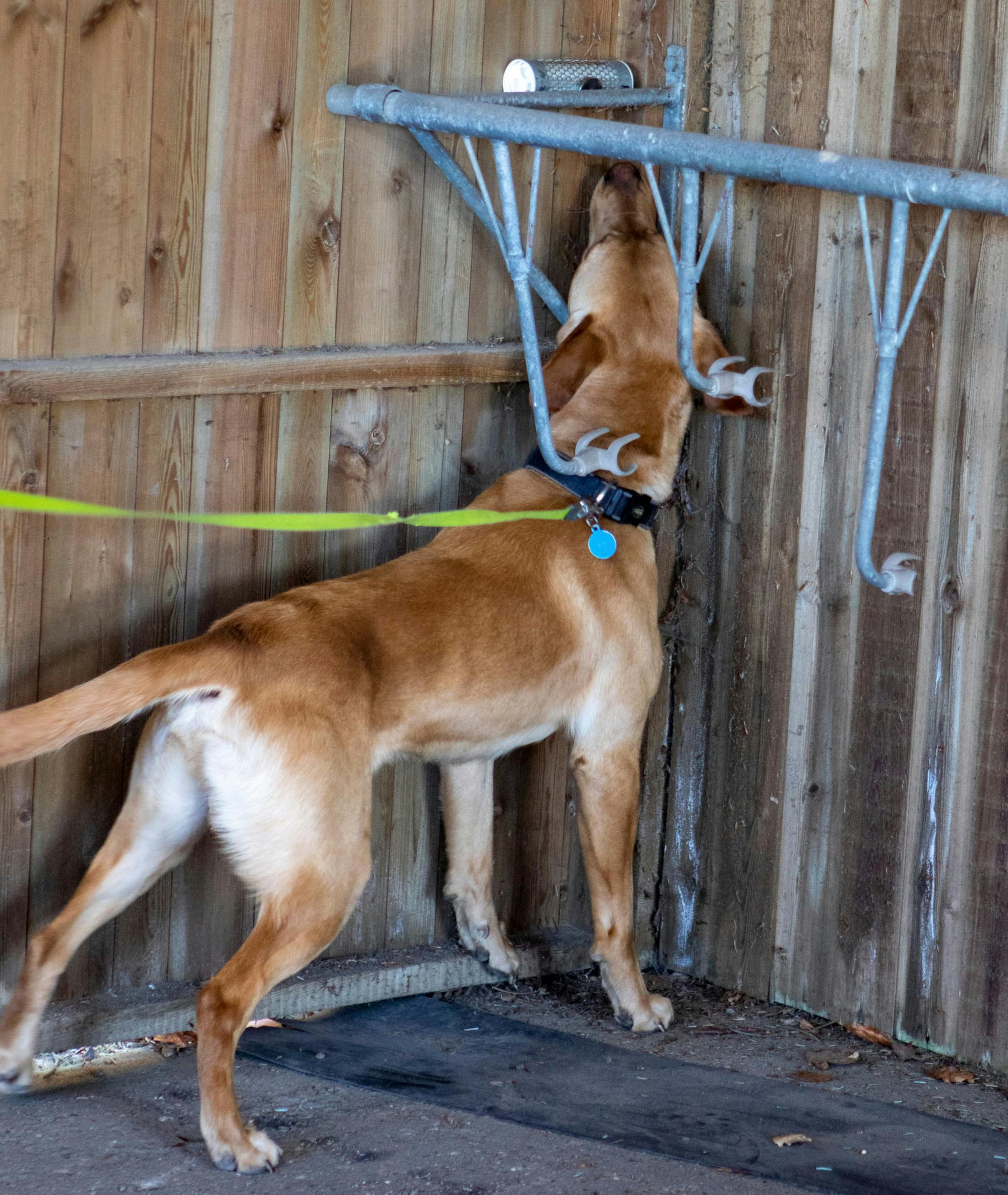 hundrede Seaport Privilegium Sporhunde finder alt fra narko til væggelus | Ude og Hjemme