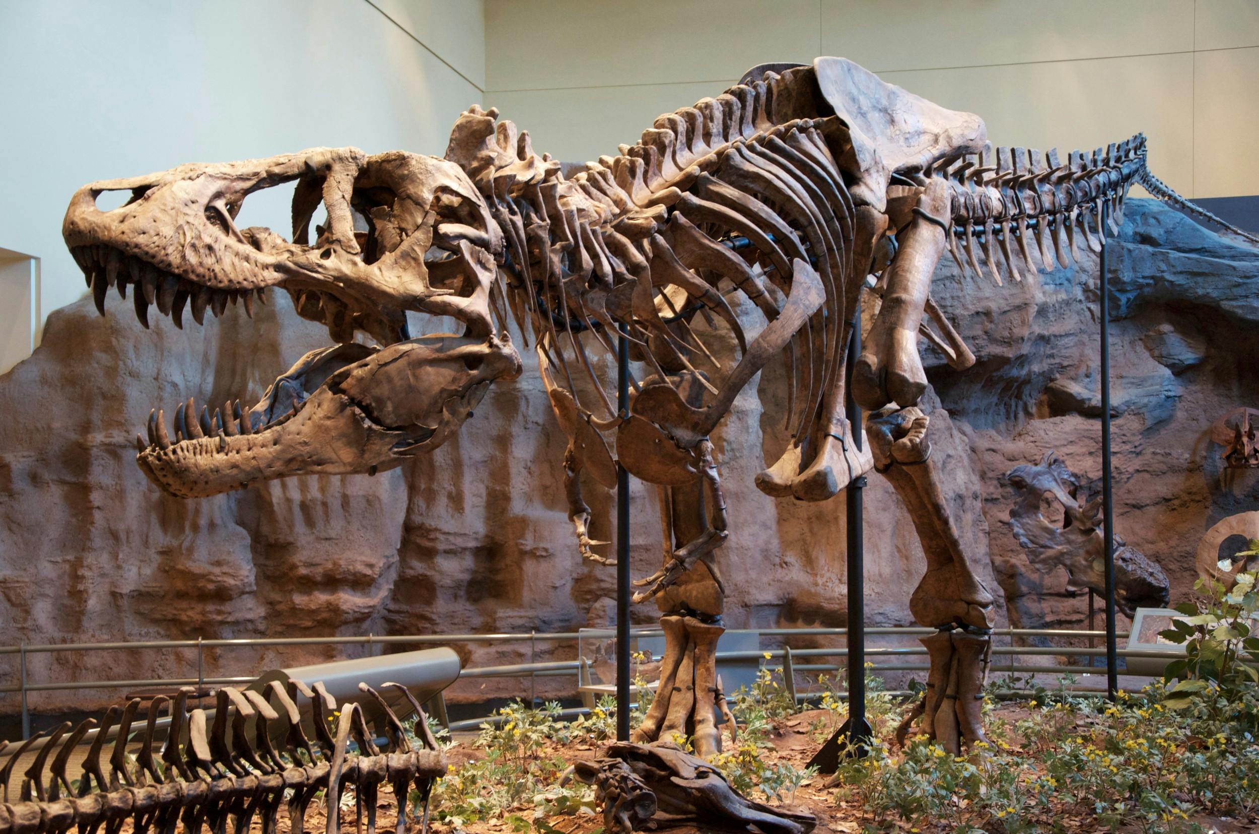 Tyrannosaurus rex (på billedet her) skulle i sin levetid have haft selskab af den mindre Tyrannosaurus Regina og den større Tyrannosaurus Imperator for omkring 60 millioner år siden ? i hvert fald, hvis man skal tro én gruppe forskere. 