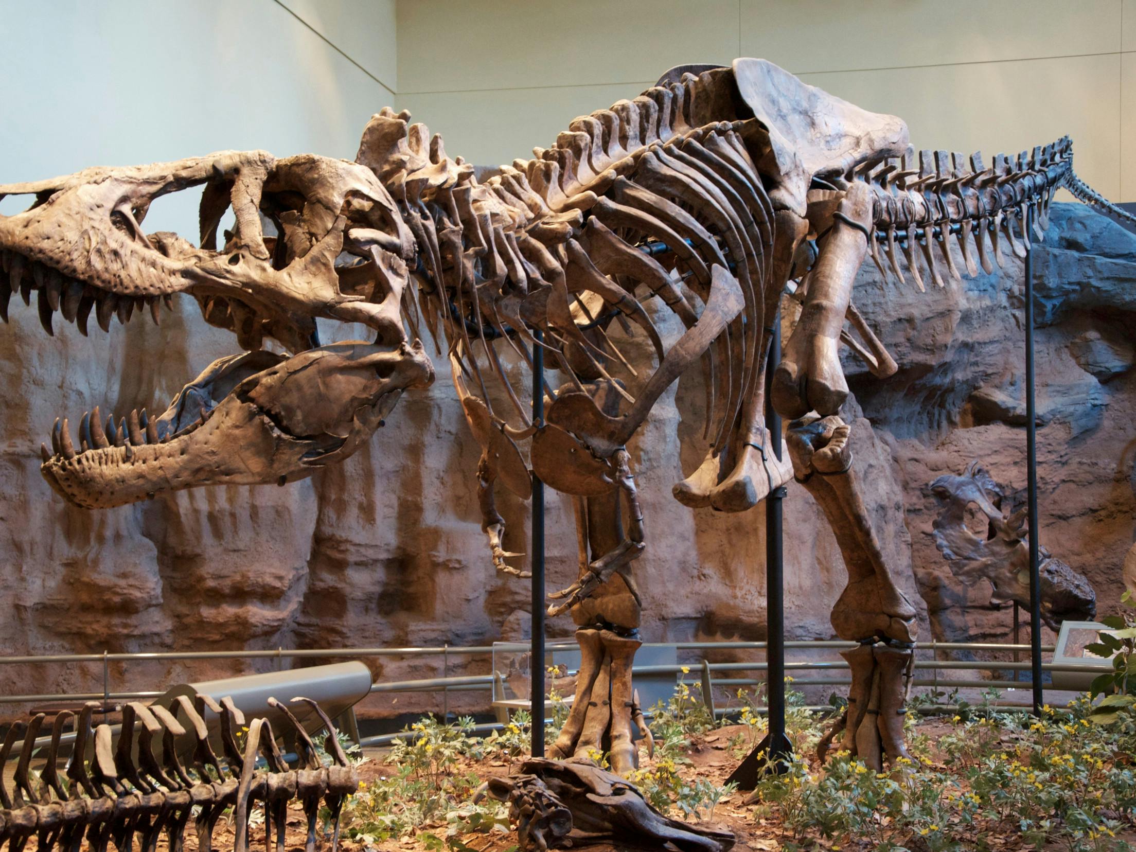 Tyrannosaurus rex (på billedet her) skulle i sin levetid have haft selskab af den mindre Tyrannosaurus Regina og den større Tyrannosaurus Imperator for omkring 60 millioner år siden ? i hvert fald, hvis man skal tro én gruppe forskere. 