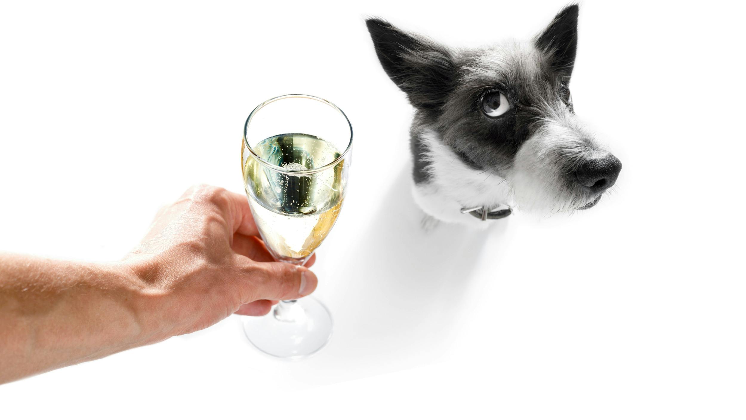 Hund og champagneglas