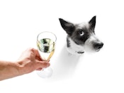 Hund og champagneglas