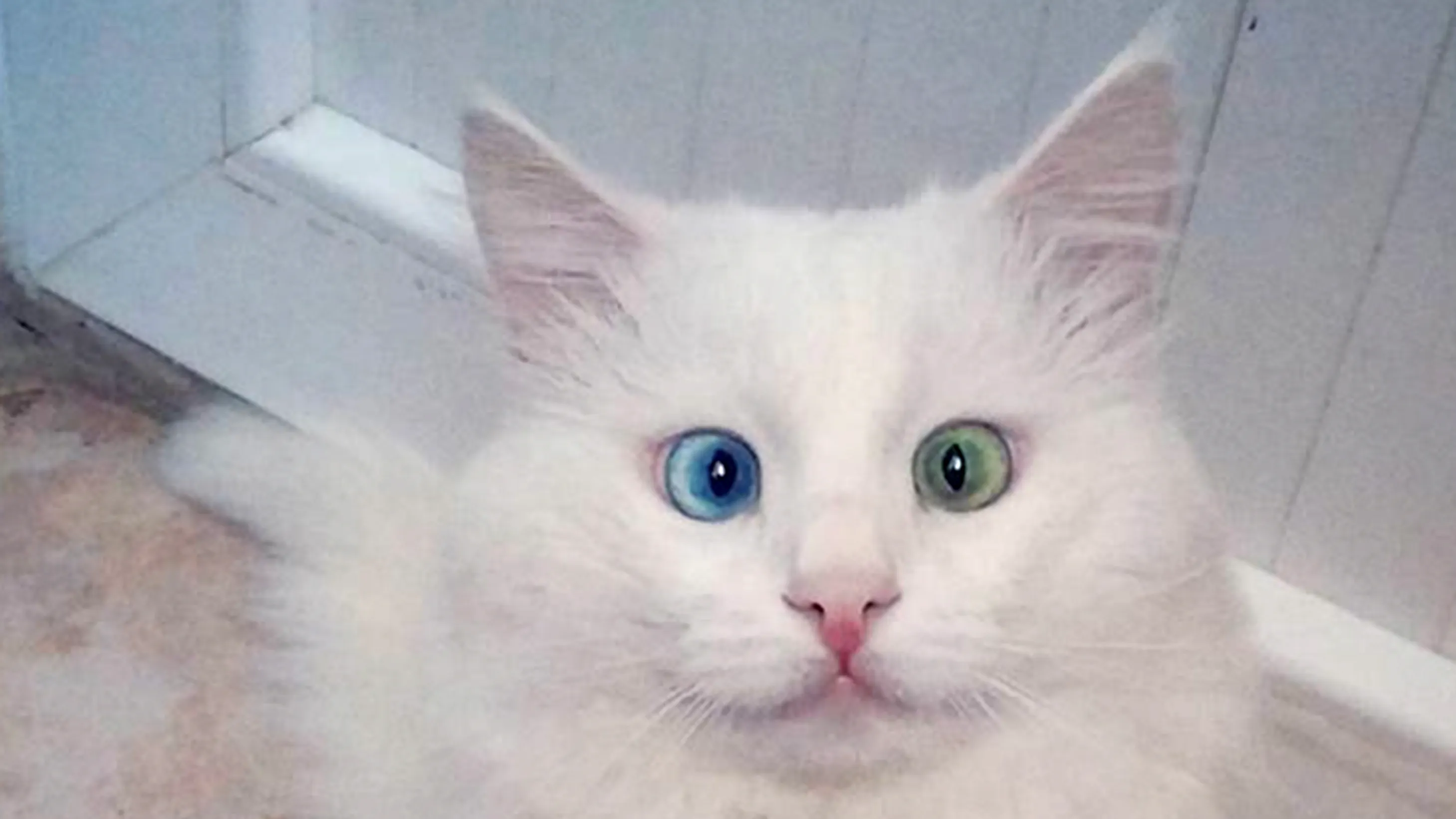 Resten klaver Medicinsk malpractice Katten Alos med de hypnotiske øjne | Ude og Hjemme