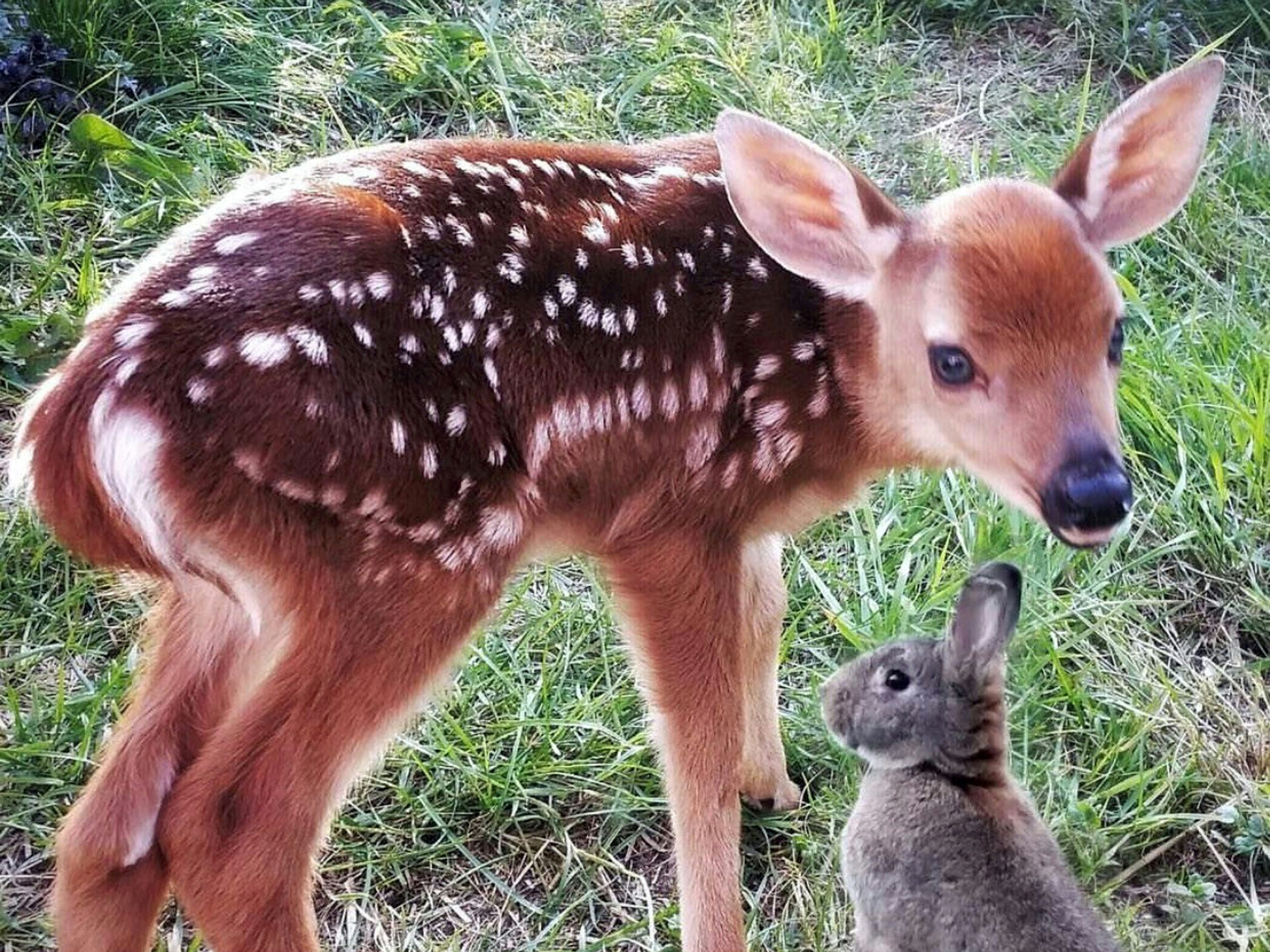 Hjort og kanin er virkelighedens Bambi og Stampe
