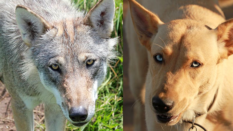 overlap Tilgængelig Løb Tæmmet af vores forfædre: Da ulven blev til hund | Ude og Hjemme
