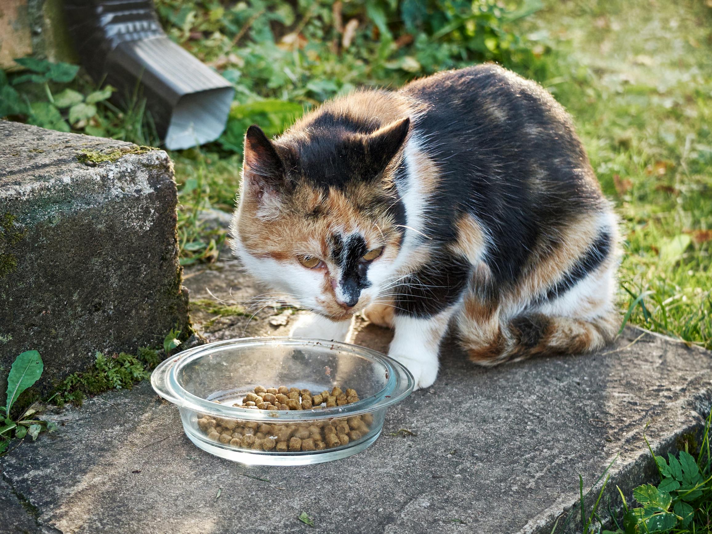 Herreløse katte: De stakkels sommerhuskatte