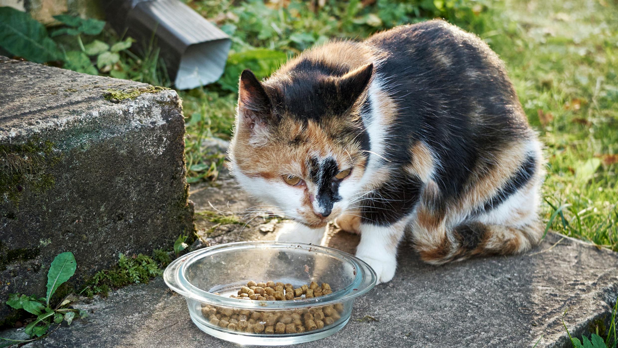 Herreløse katte: De stakkels sommerhuskatte