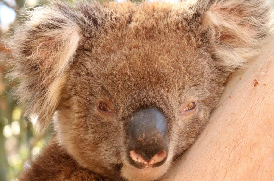 Koalaen: Dyret, der sjældent drikker