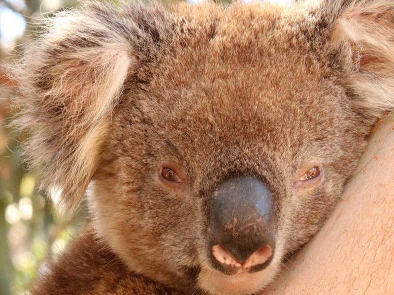 Koalaen: Dyret, der sjældent drikker