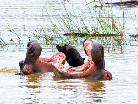 Dyrenes verden: Farlige flodheste