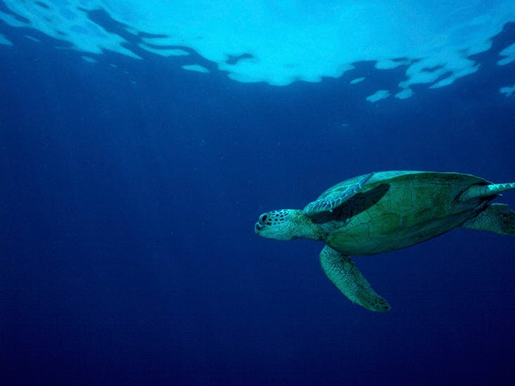 Vild med dyr: Charmerende liv under havoverfladen