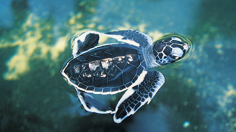 Havskildpaddeungernes første udfordring: Den farlige vej til havet