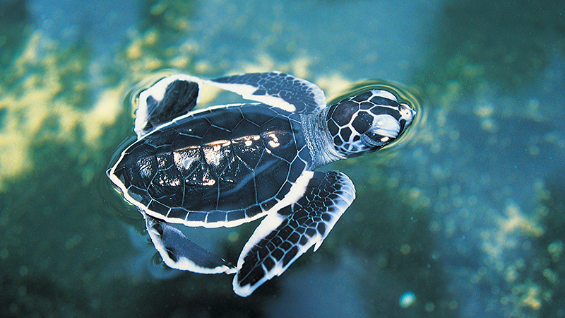 Havskildpaddeungernes første udfordring: Den farlige vej til havet