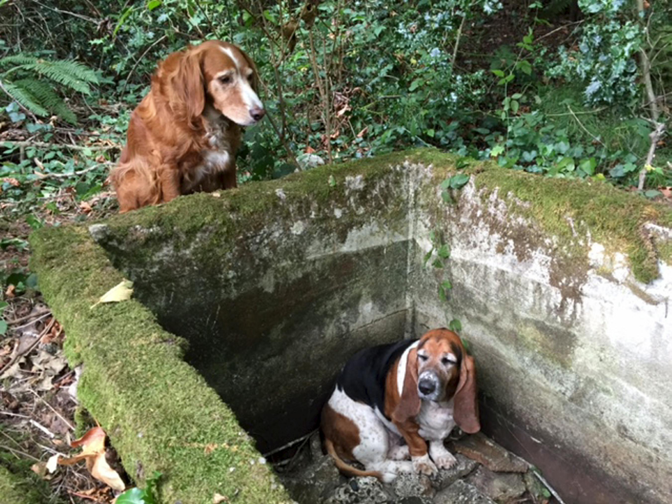 https://imgix.udeoghjemme.dk/media/article/hund1.jpg