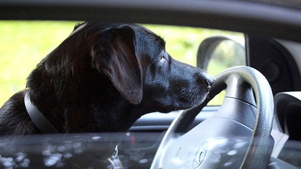 Bilen - den rene dødsfælde for din hund