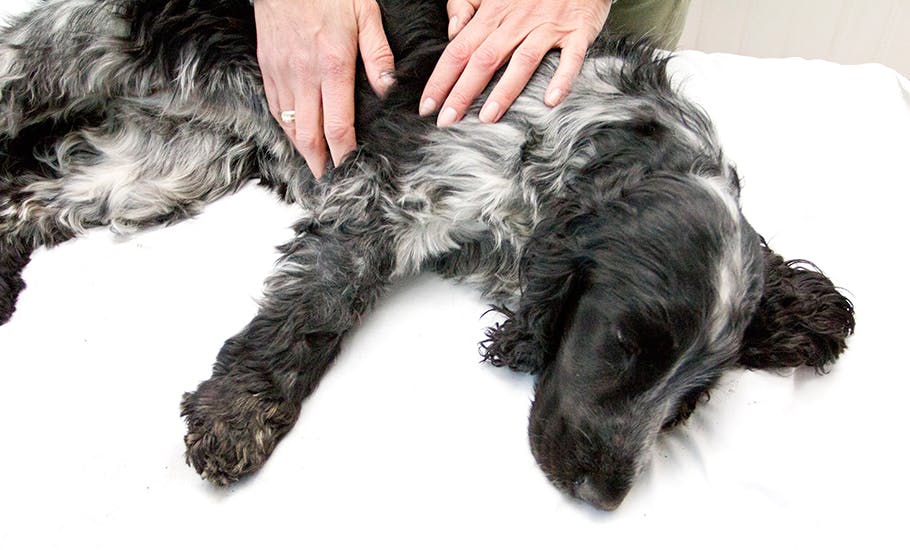Hundemassage mod stress og smerter Ude og Hjemme
