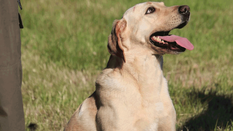 Hundeopdragelse: Det handler om ros og tillid