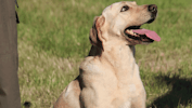 Hundeopdragelse: Det handler om ros og tillid