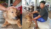 hund redder nyfødt pige