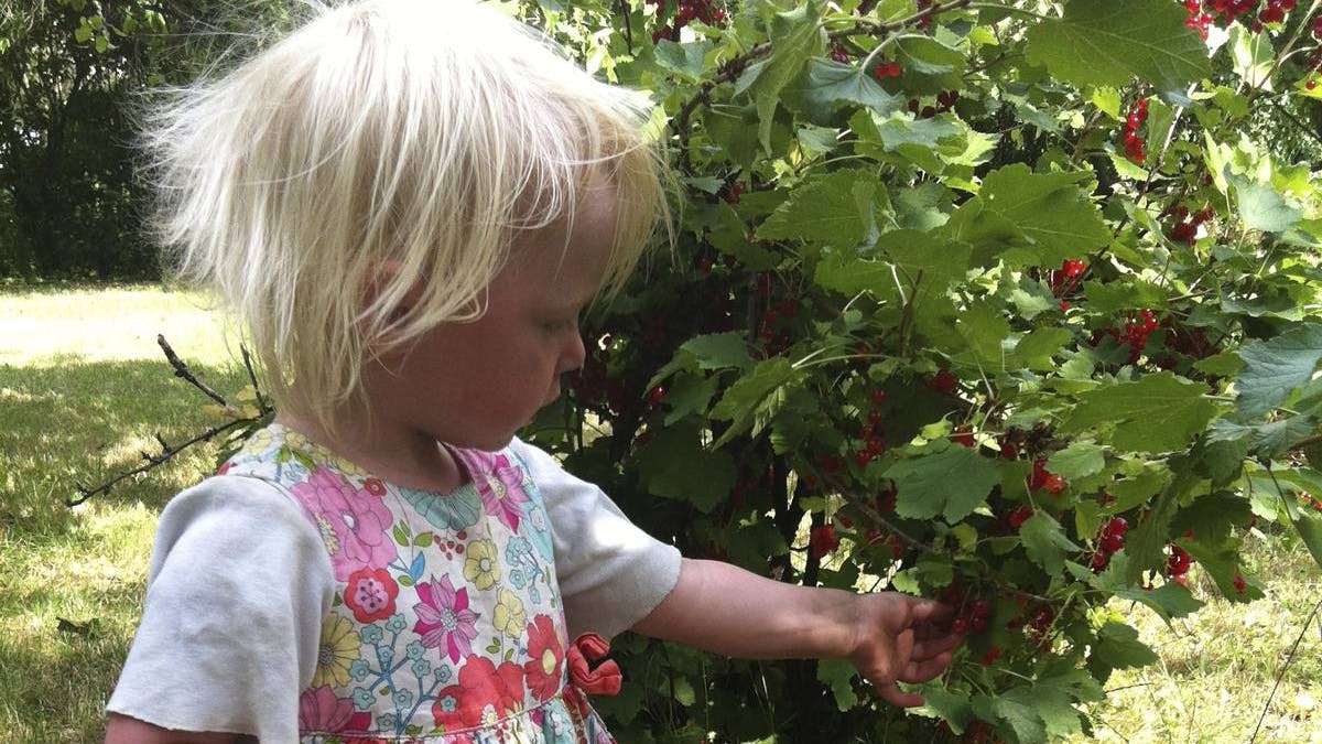 Lille pige plukker bær