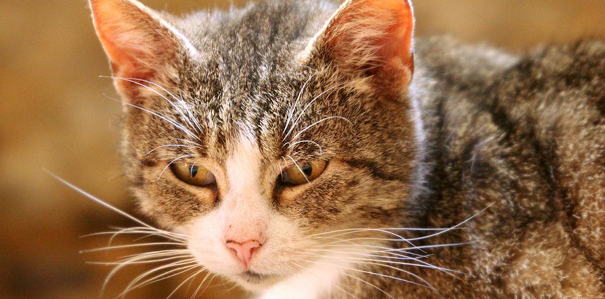 Kommer for sjældent til dyrelæge: Katte lider i stilhed |