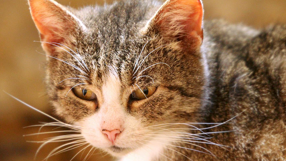 Pacific middelalderlig Forespørgsel Kommer for sjældent til dyrelæge: Katte lider i stilhed | Ude og Hjemme
