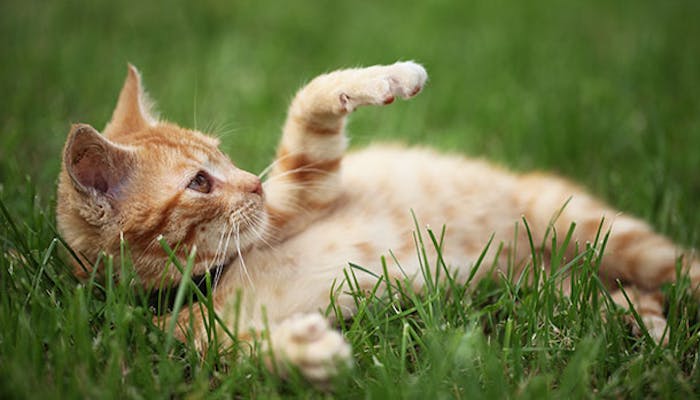 Katte kan også trænes – sådan gør du | Ude og