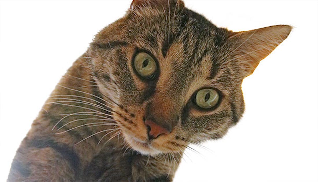 Forudsige Afhængighed Slagter Forstå din kats signaler | Ude og Hjemme