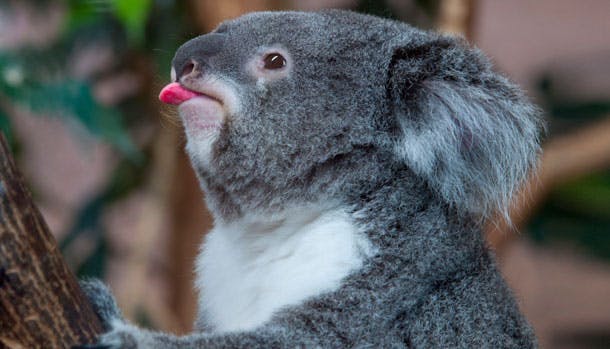 Dyrenes verden: Kræsen koala