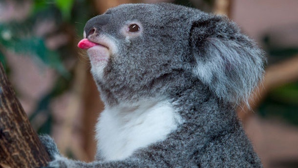 Dyrenes verden: Kræsen koala