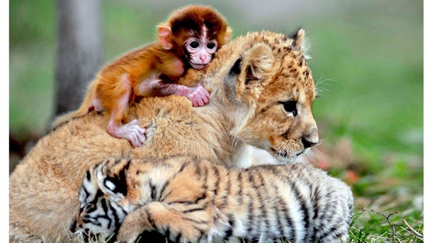 En løvemor med sine to løveunder ligger og kigger 