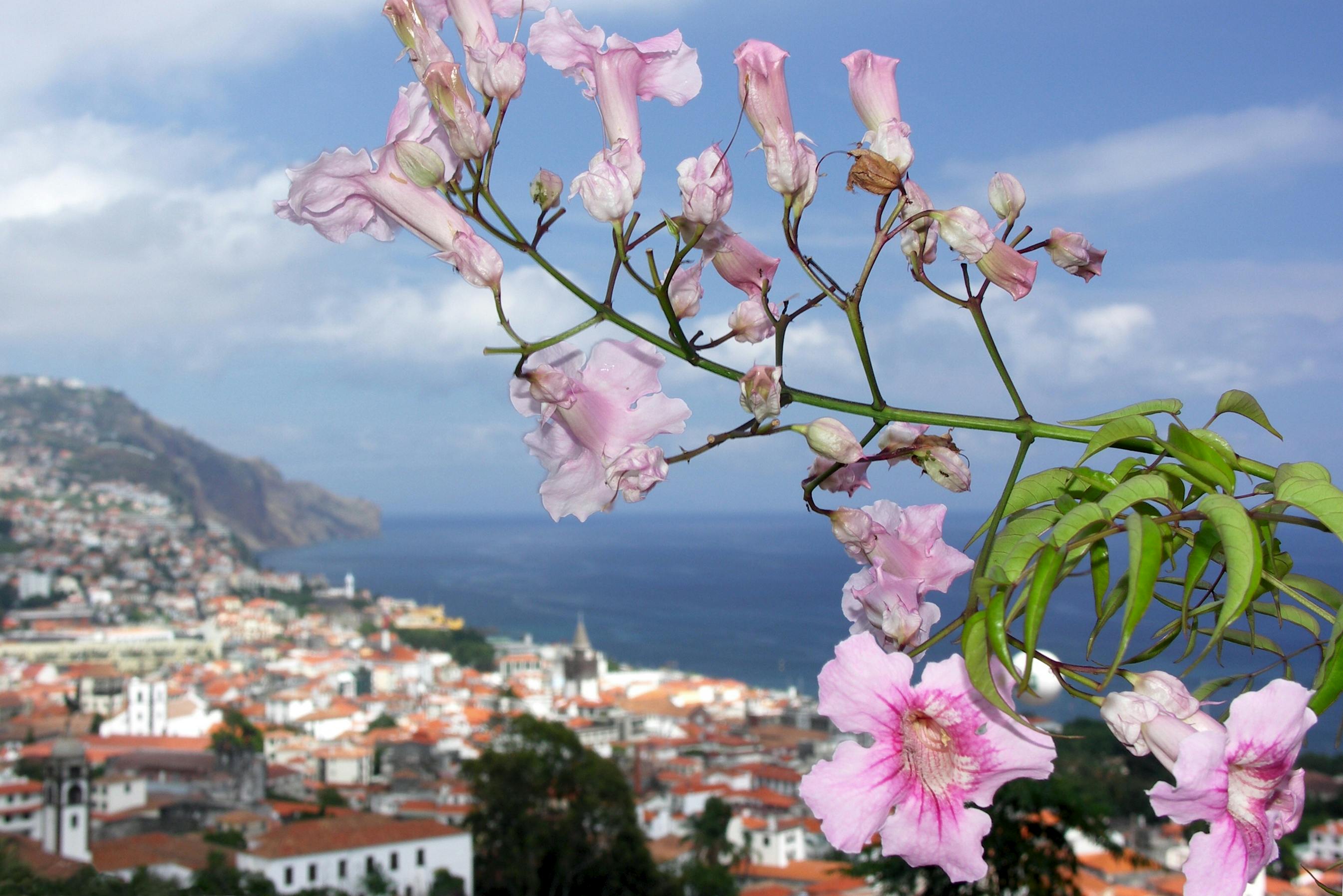 Madeira - rejs til madeira på ferie 