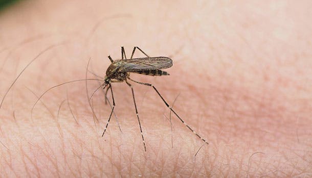 Sommerens kløende plage: Sådan slipper du for myg