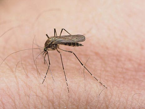 Sommerens kløende plage: Sådan slipper du for myg