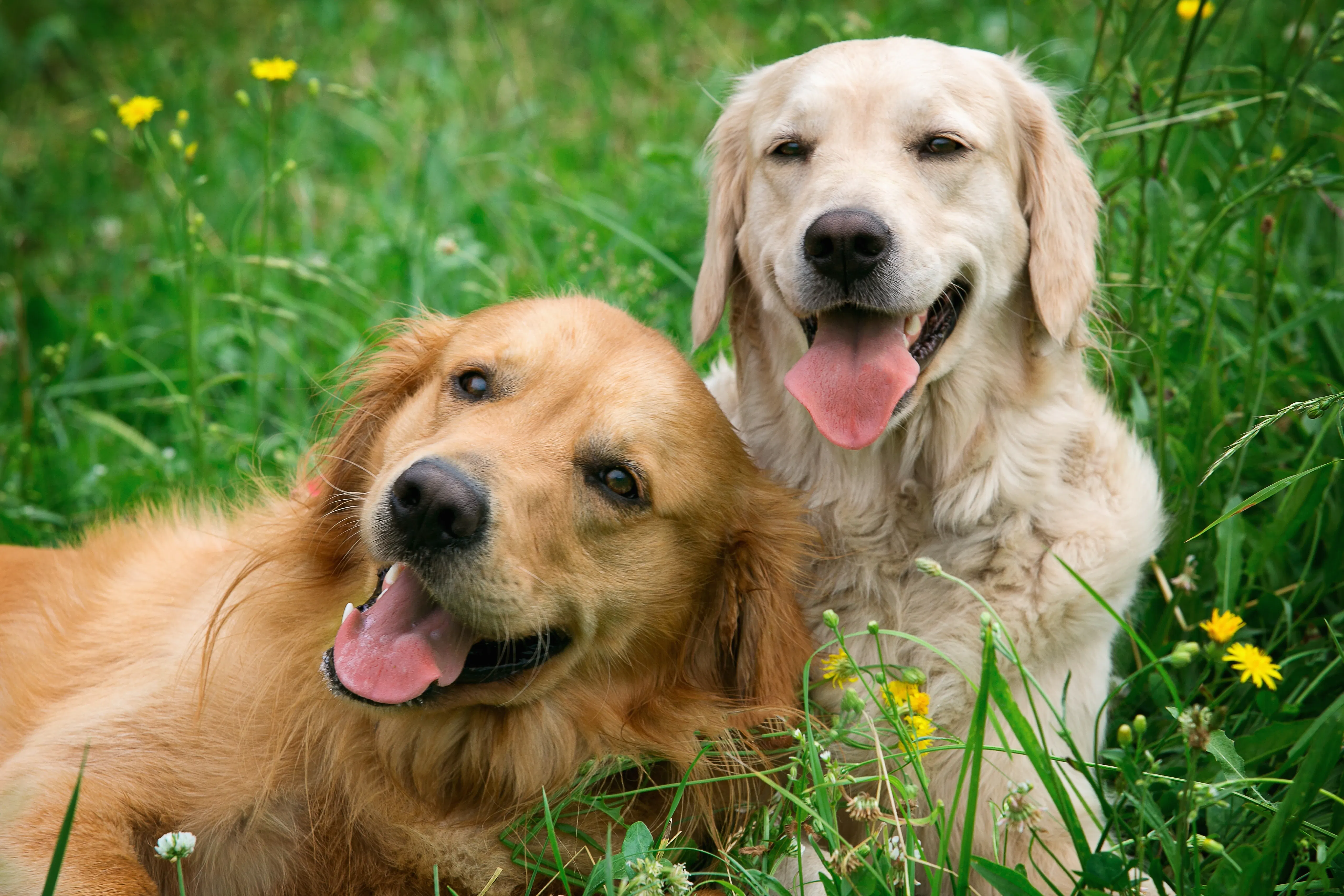 Praktisk bombe Broom Hunde forstår, hvad du siger | Ude og Hjemme