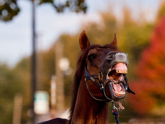 En hest griner