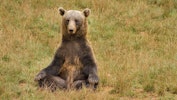 Stor brun bjørn sidder i naturen og mediterer