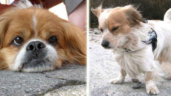 Der findes mange søde græske hunde - hunden til højre er Freddi