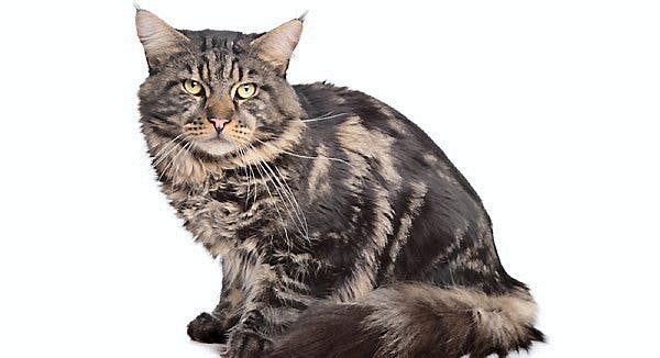 Forsvundet kat | Kat forsvandt i Ohio og blev fundet i Colorado, 1.600 væk