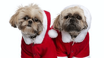 Nu er det juletid, så hvorfor ikke klæde hunden ordentligt på?