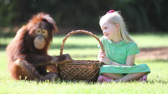 Orangutangen Rishi og bedstevennen Emily er begge seks år.