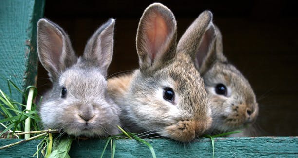 Kaniner er så søde, men de kræver ordentlig pasning