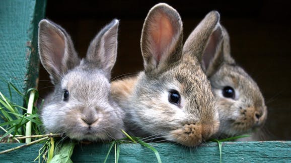 Kaniner er så søde, men de kræver ordentlig pasning