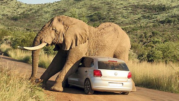Voldsomt så det ud, da elefanten skulle klø sig. Heldigvis slap menneskene i bilen med skrækken.