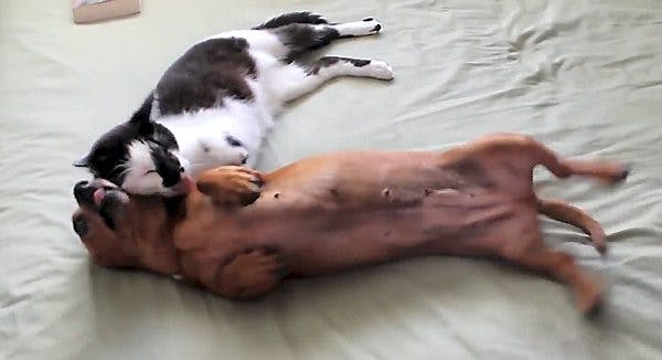 https://imgix.udeoghjemme.dk/media/websites/udeoghjemme-dot-dk/website2/2014/august/34/reportager/34-hund-og-kat-der-elsker-hinanden-600.jpg