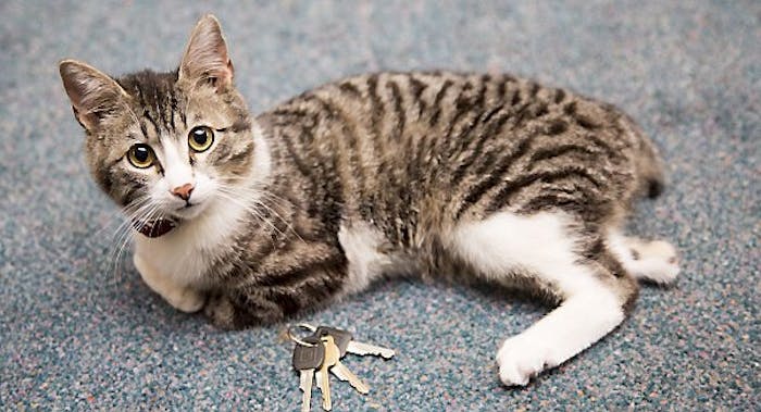 Se video af katten Lucky, mistede to ben og sin hale som killing