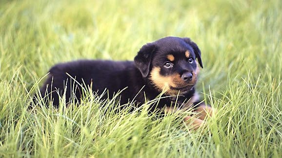 Rottweileren er blevet en populær hund. Her er det en sød hvalp, men som voksen er den en kæmpe, som kan misbruges til truende adfærd af uansvarlige hundeejere.