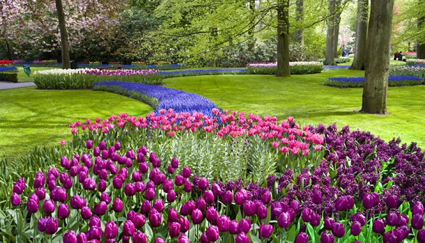 Rejs til Holland i april eller maj og oplev foråret springe ud med tusindvis af tulipaner