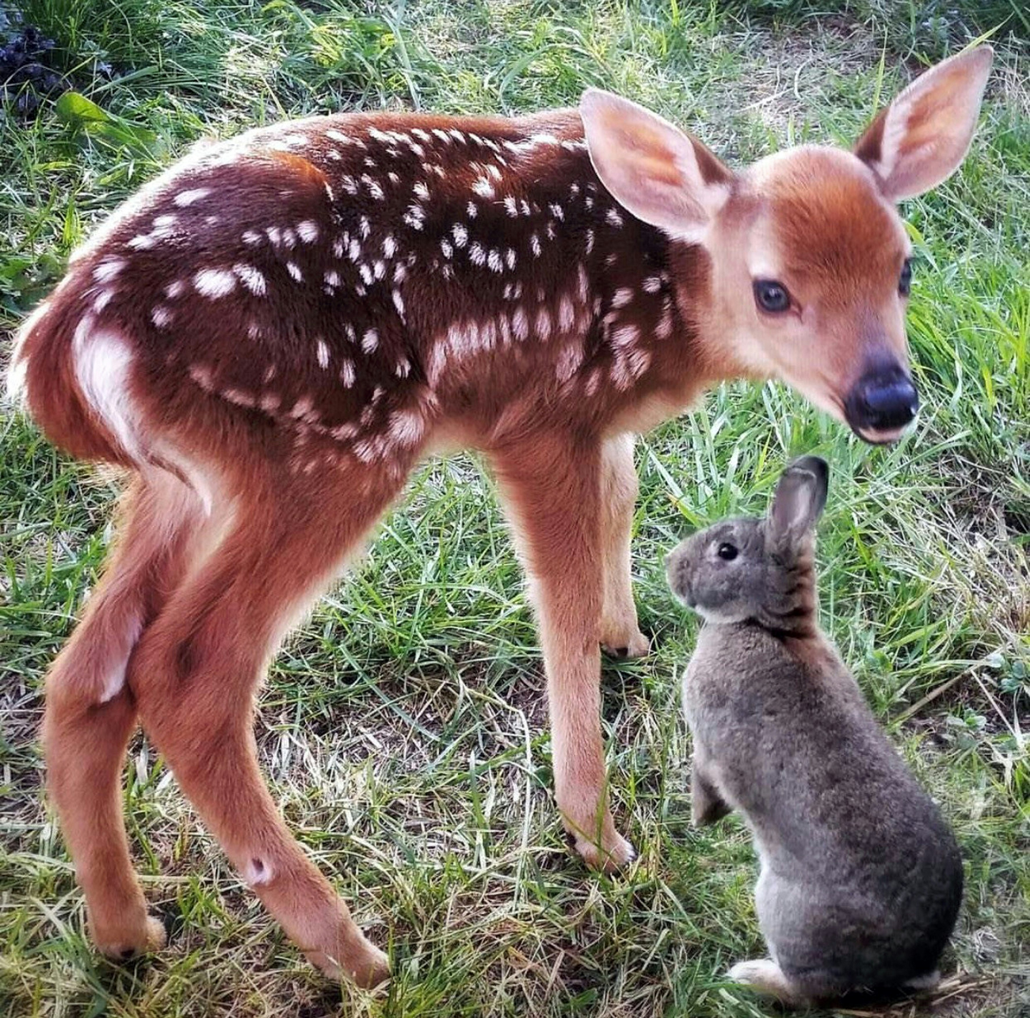Virkeligheden Bambi og Stampe